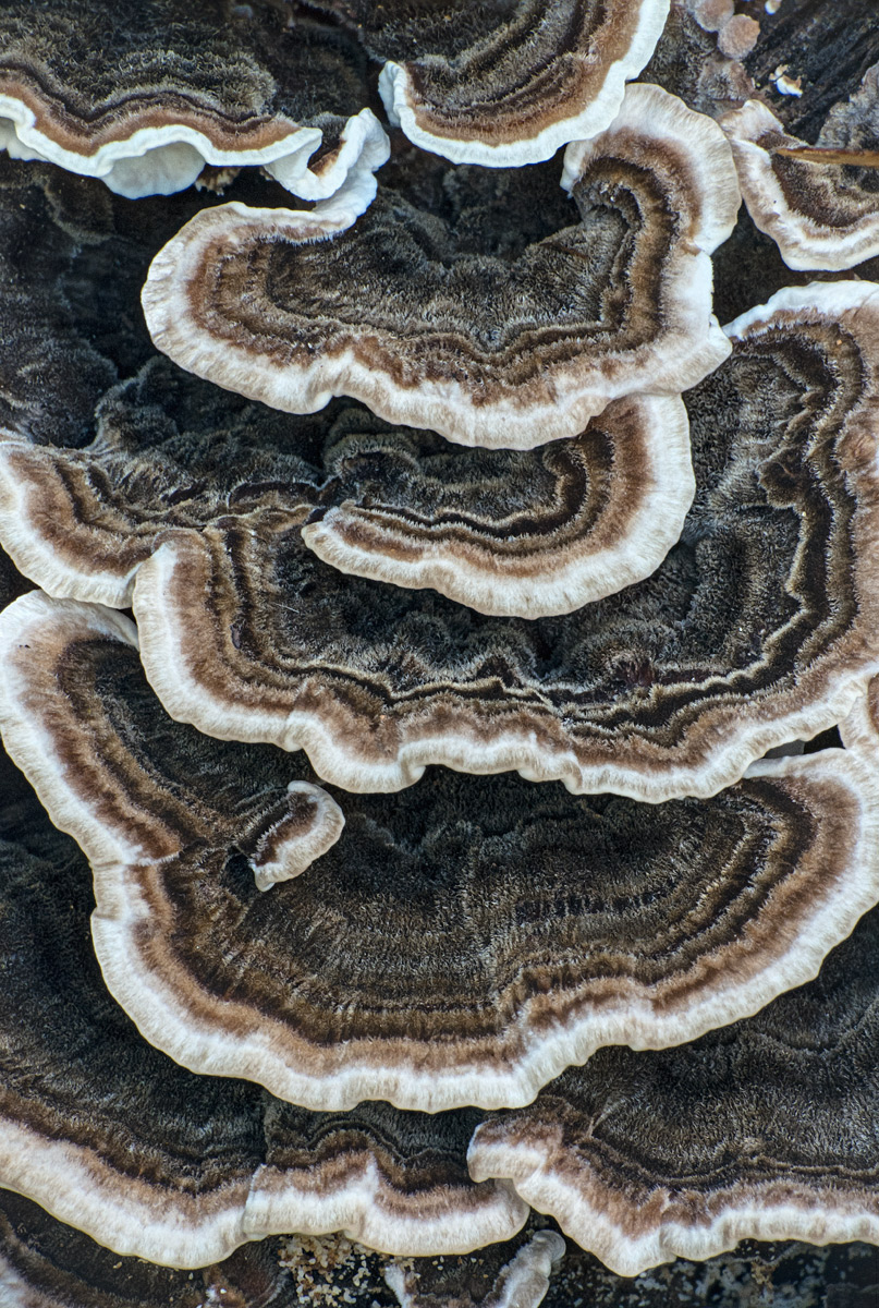Fungal Canyon