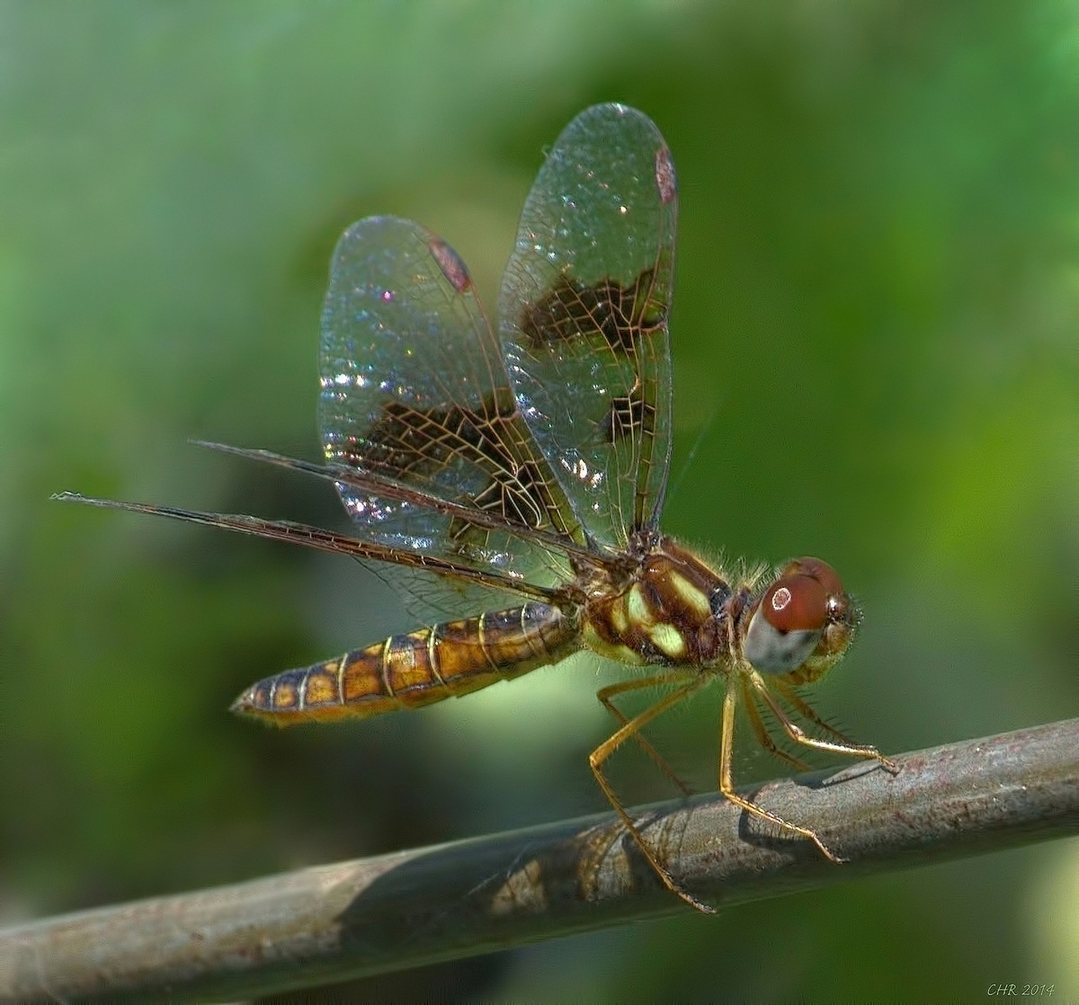 Amberwing