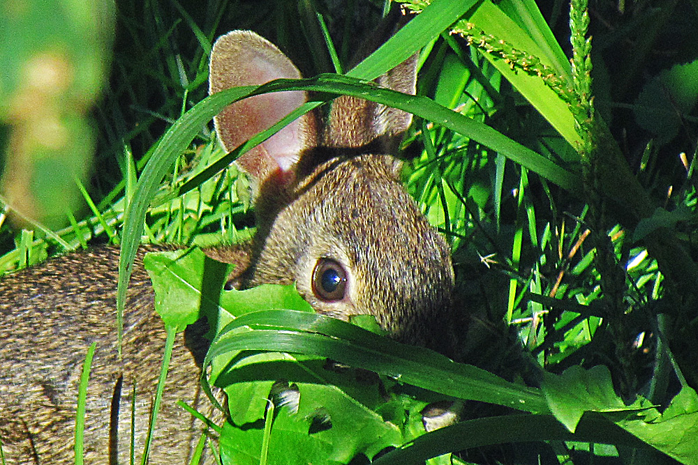 Bunny eye + repost 2