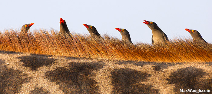 Red-Billed Oxpeckers