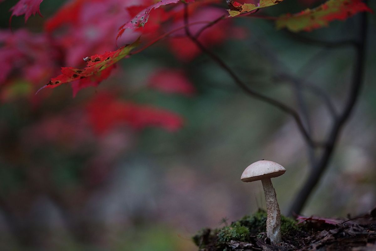 Under the Maples