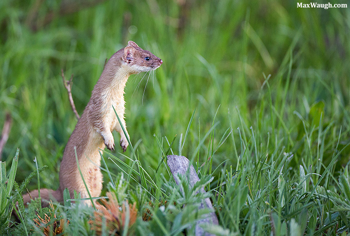 Long-Tailed Weasel