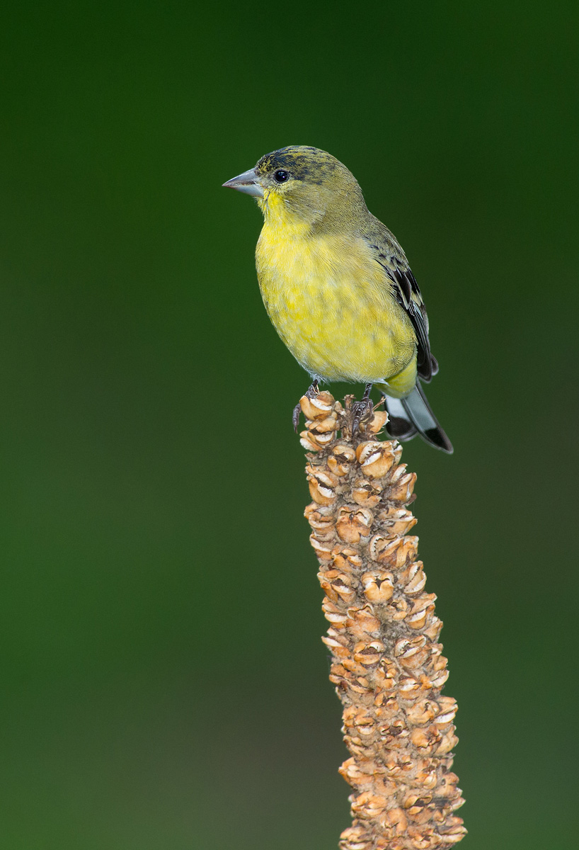 Lesser Goldfinch