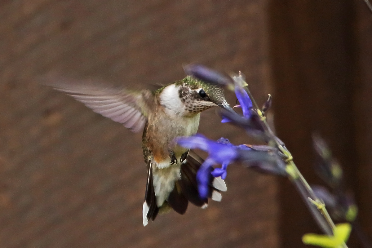 RT humming bird