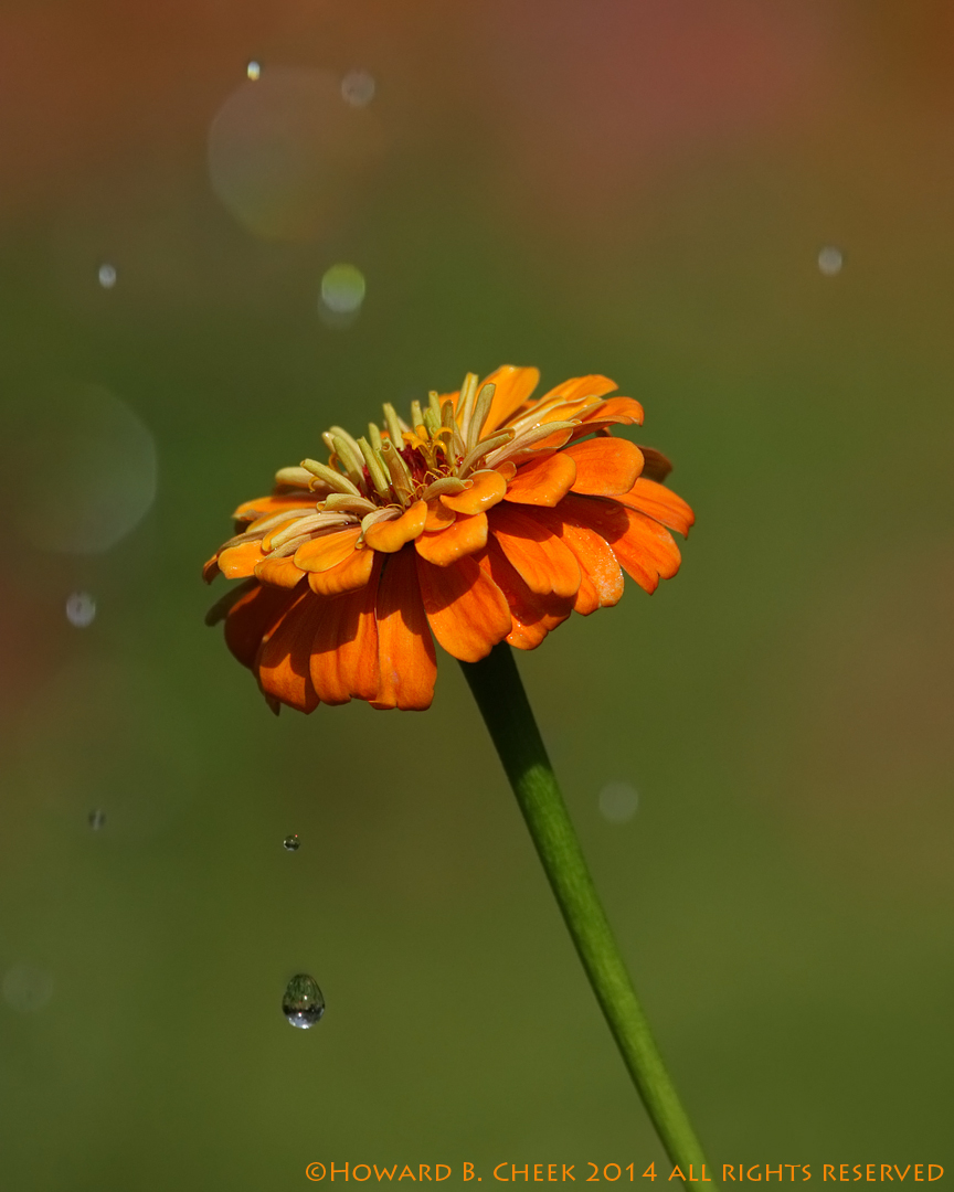 Tears of the Sun