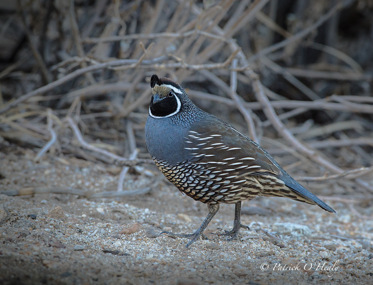 California Quail
