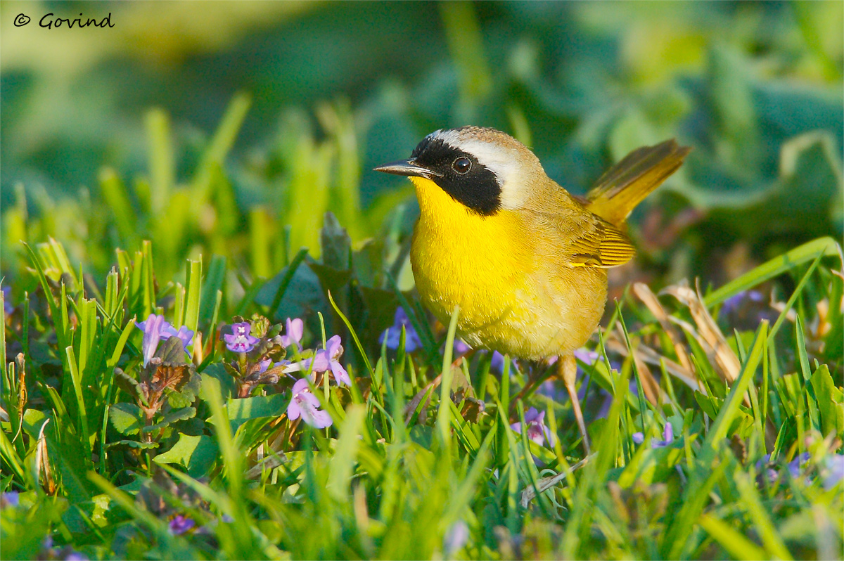 Common Yellowthroat