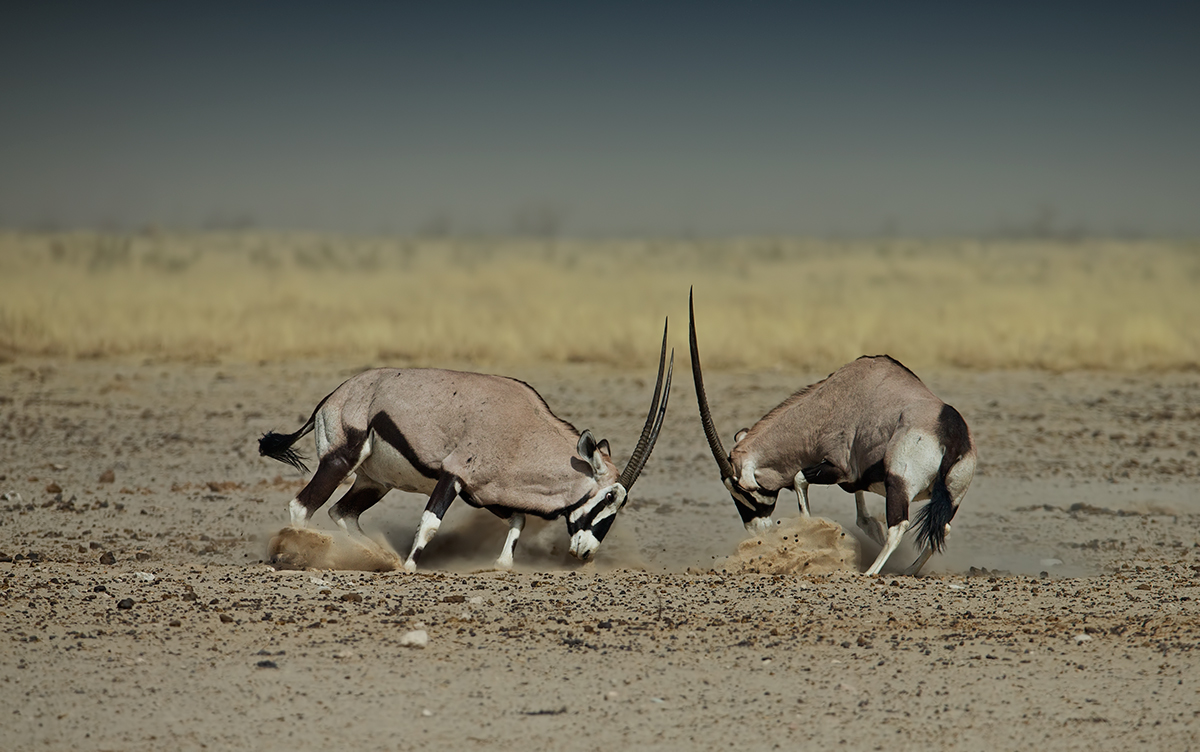 Scrapping Oryx + Repost