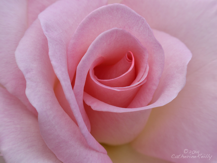 "Pink Promise" Closeup
