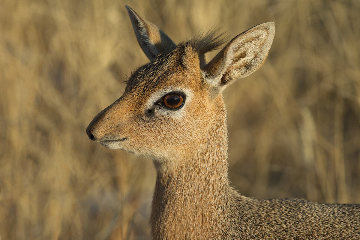 Dikdik Drive Revisited