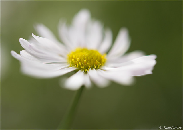 White Aster
