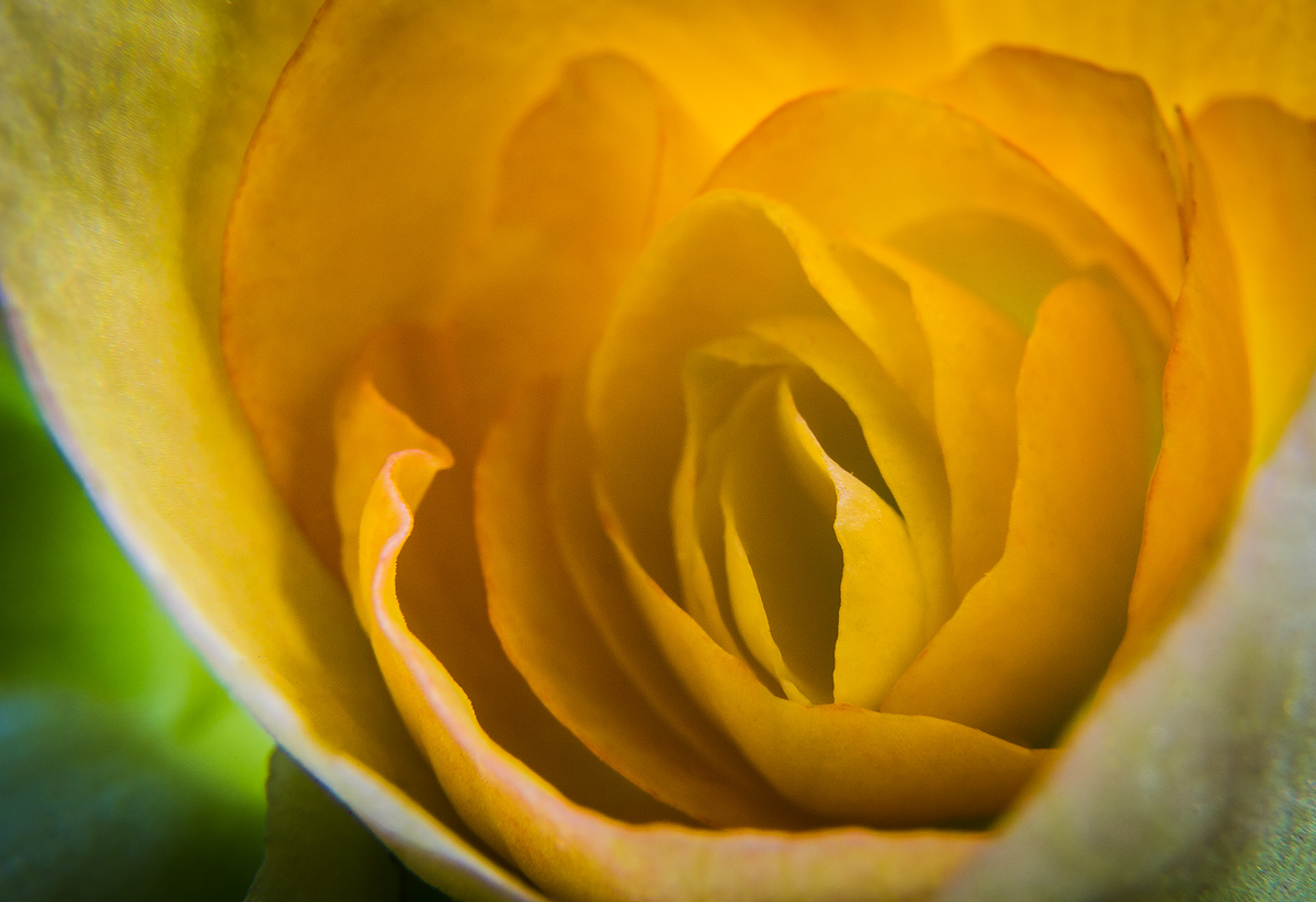 Begonia, in close.