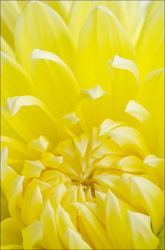 Dahlia 6