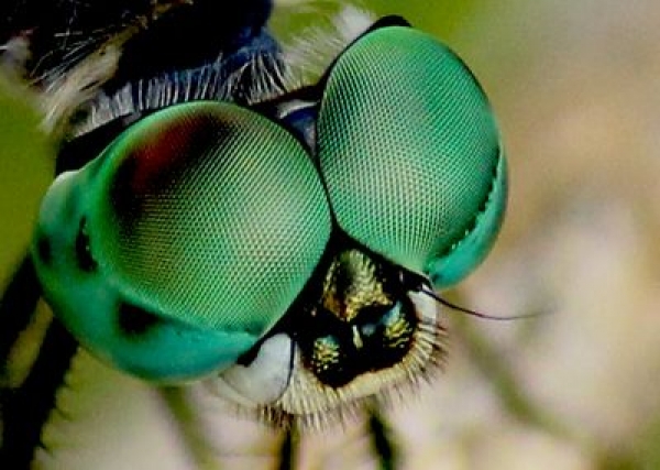 dragonflyeyes