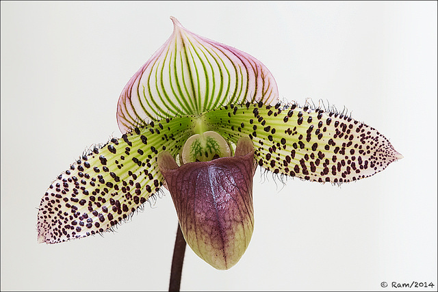Paphiopedilum Fred's Moon