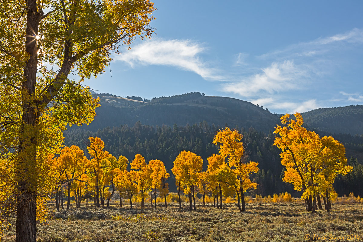 Yellowstone Fall