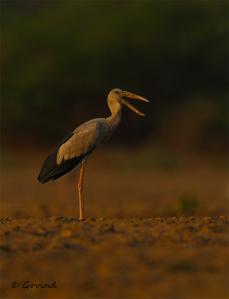 Open-bill stork