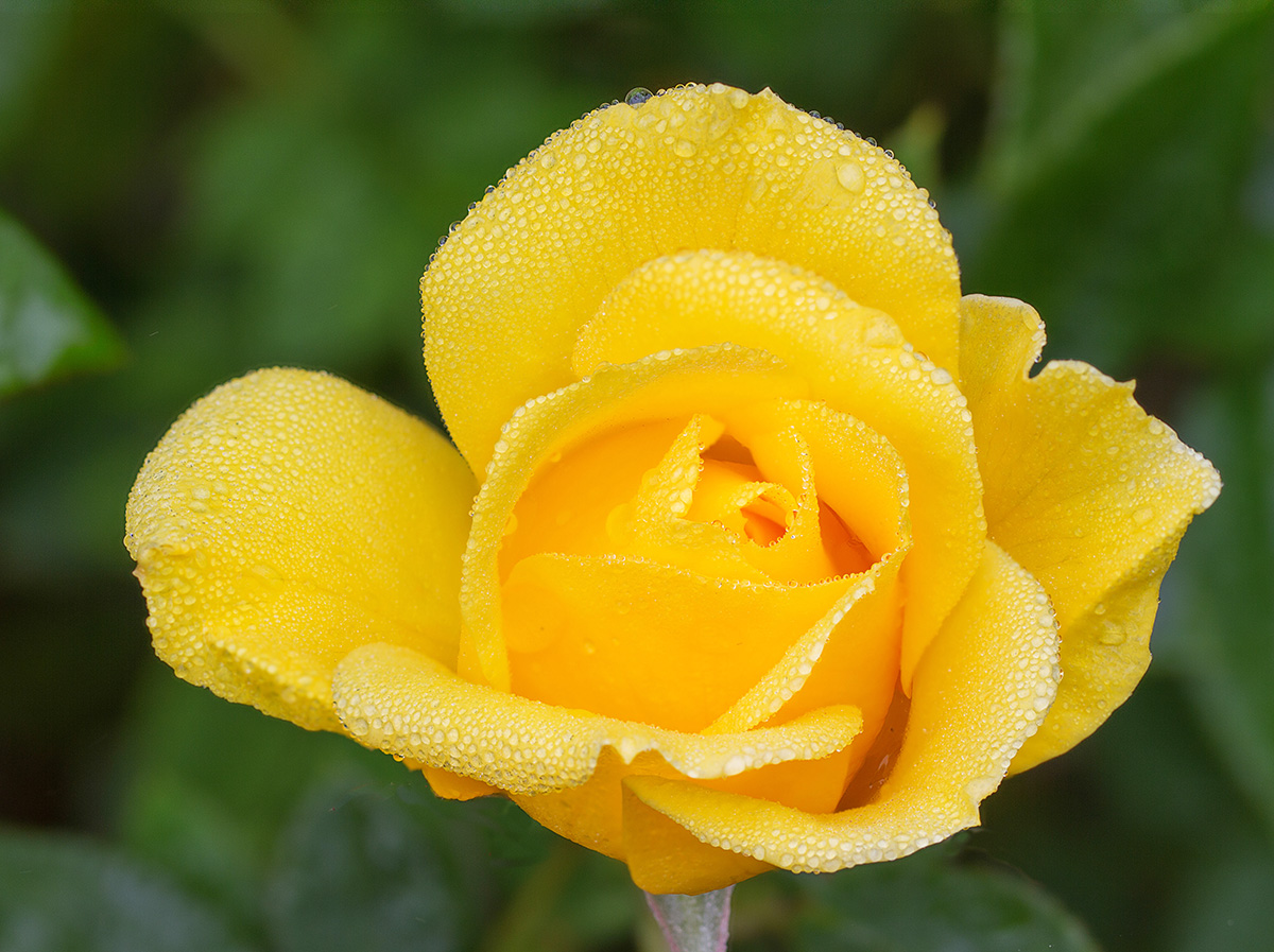 Yellow Rose