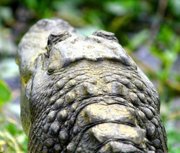 Gator look out