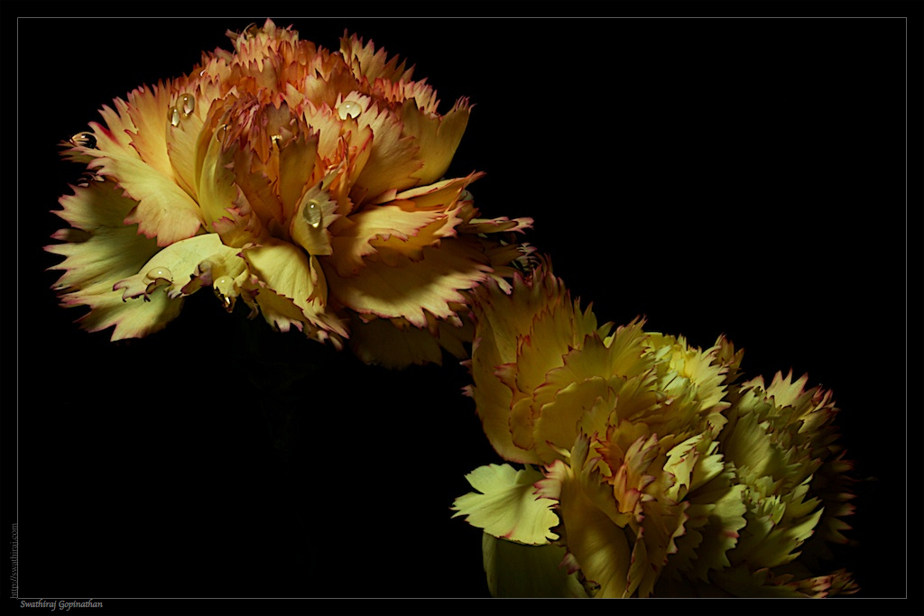 Carnation Flowers