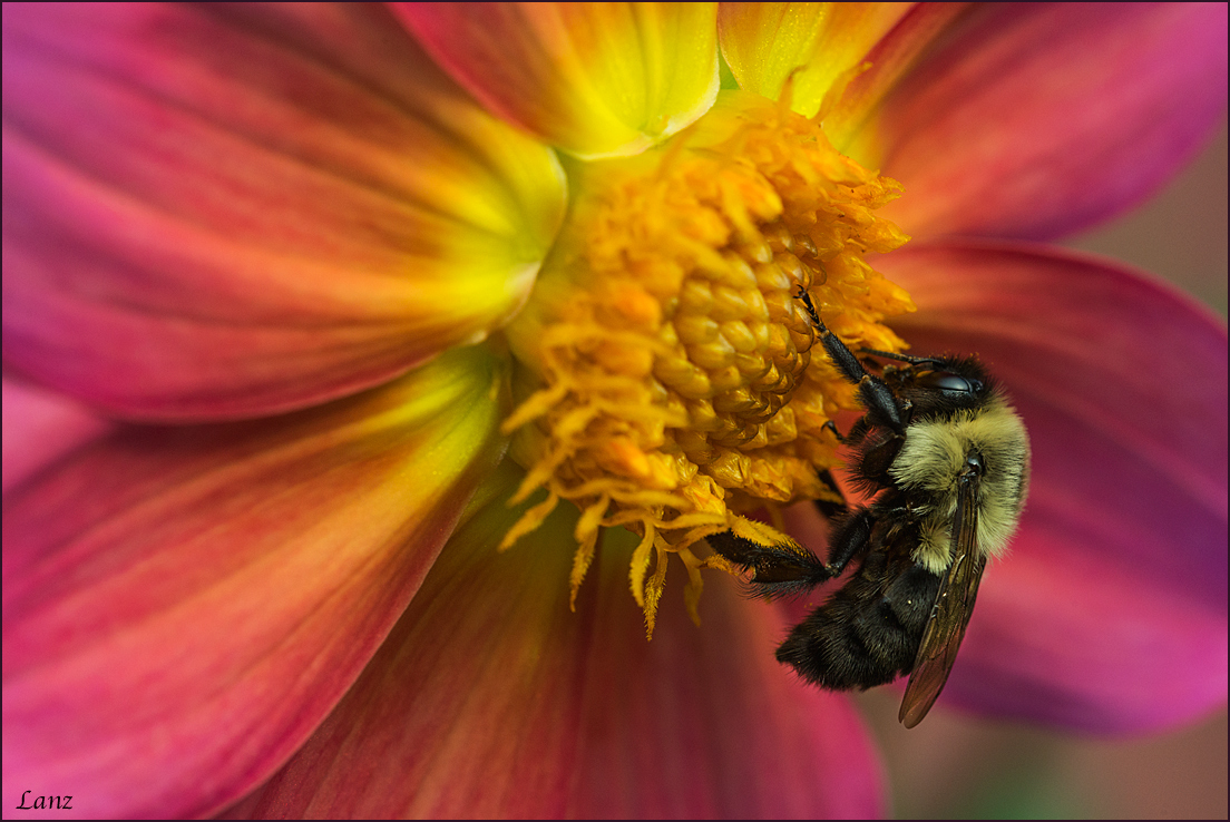 Bee Happy 3