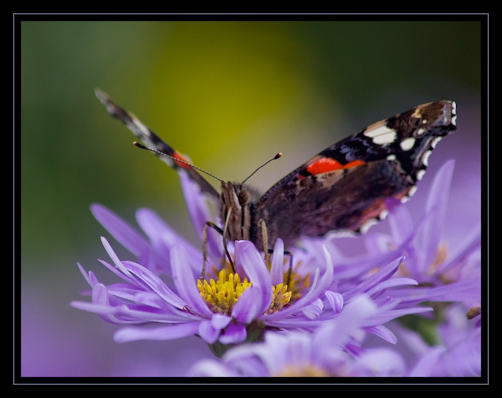 Feeding