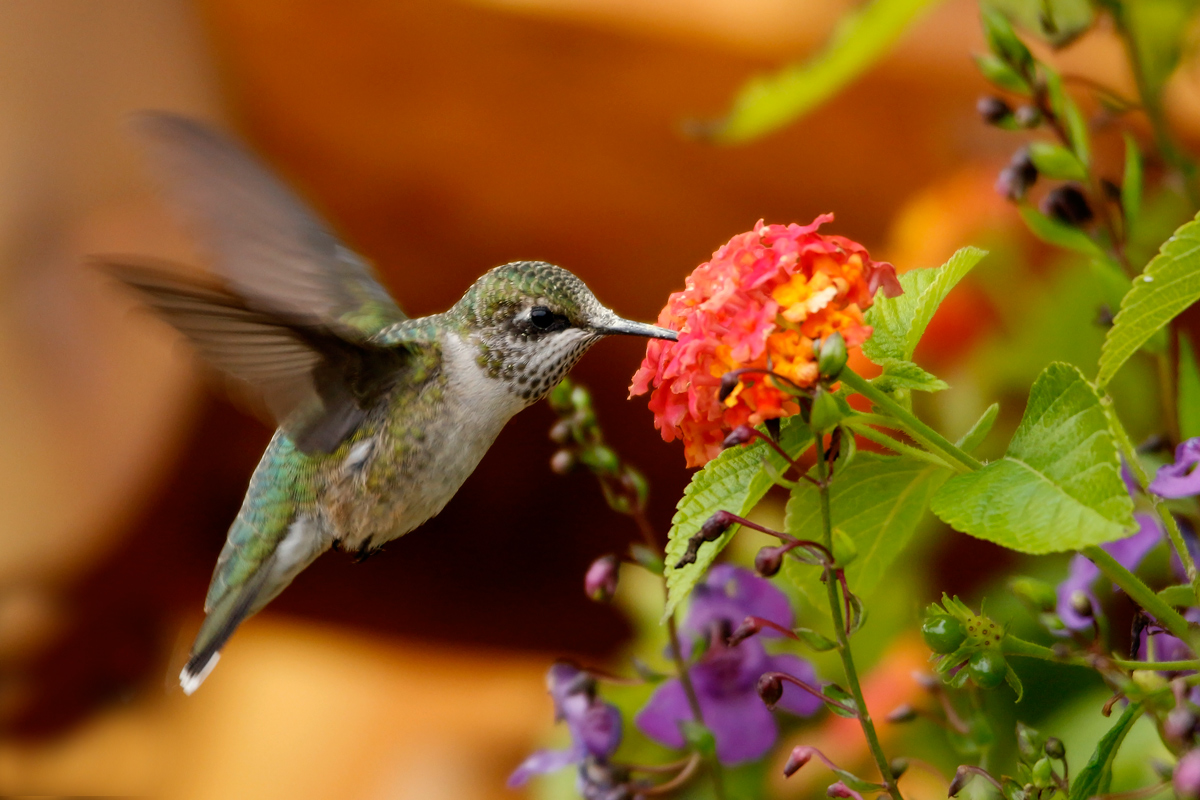 RT hummingbird