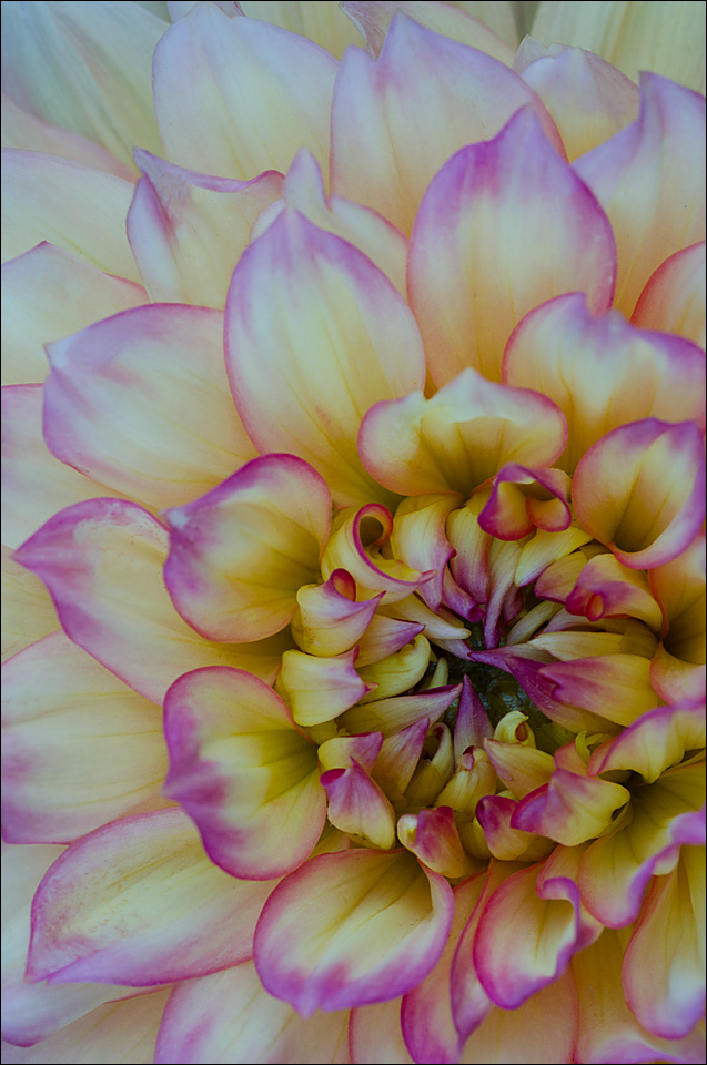 Dahlia 8