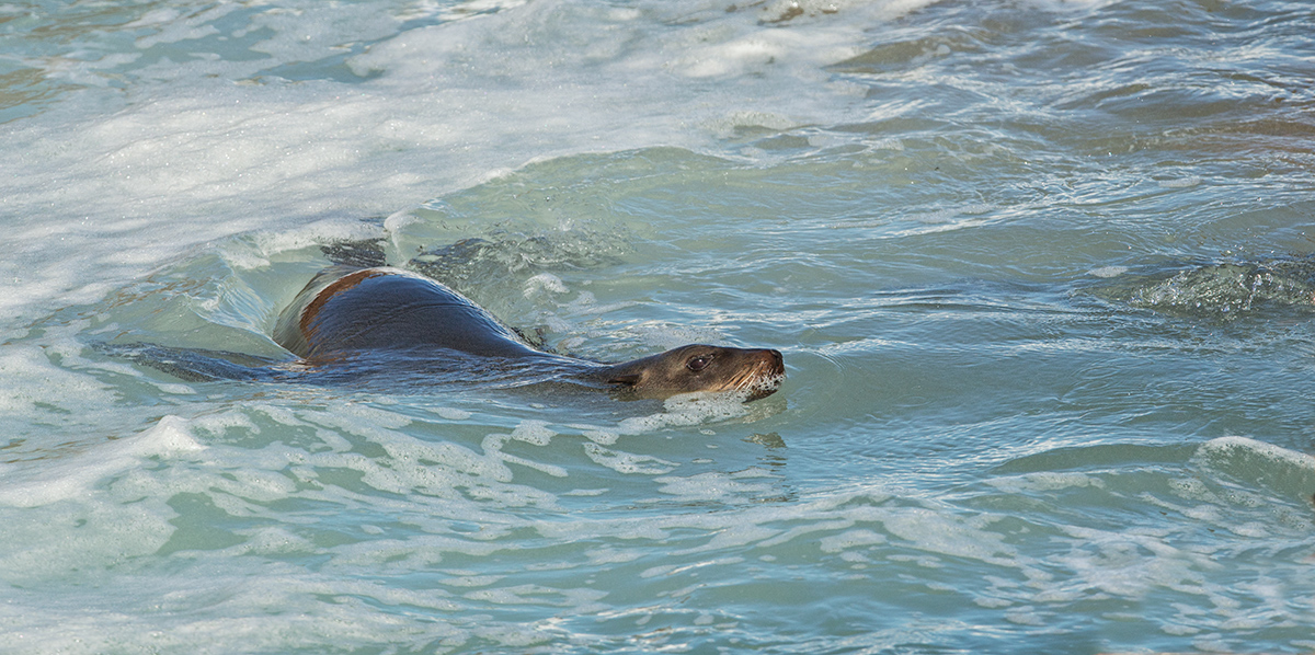 Cape Fur Seal