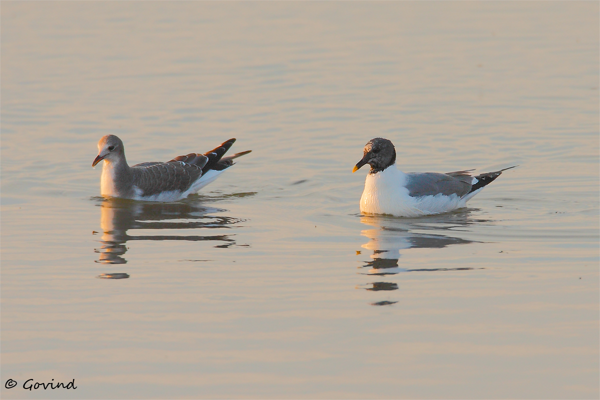 Sabine's gulls
