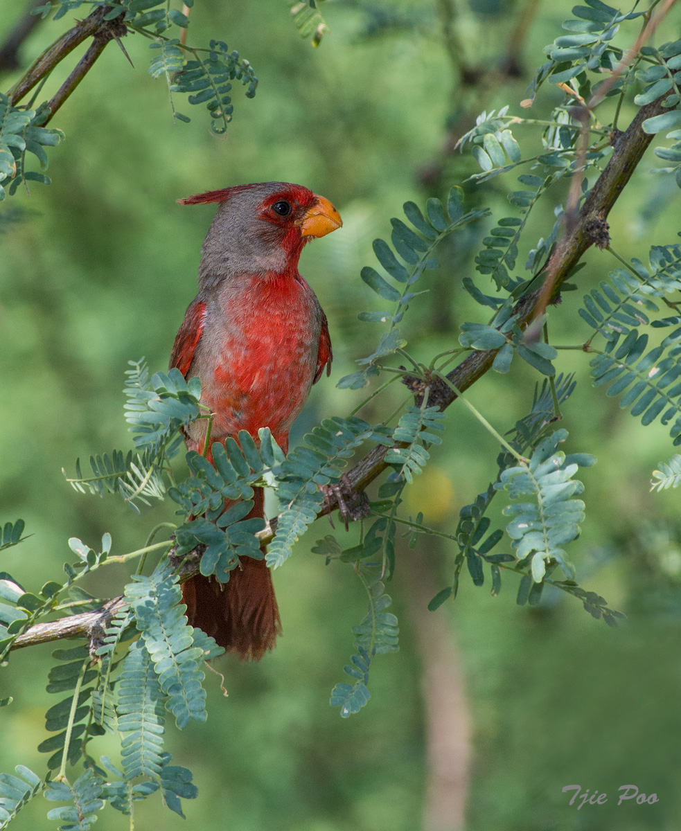 Pyrrhuloxia
