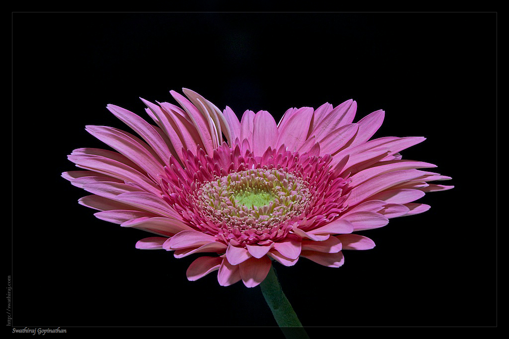Daisy Night