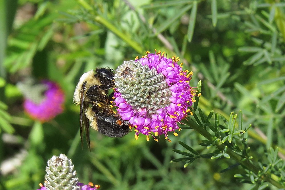 Bee 