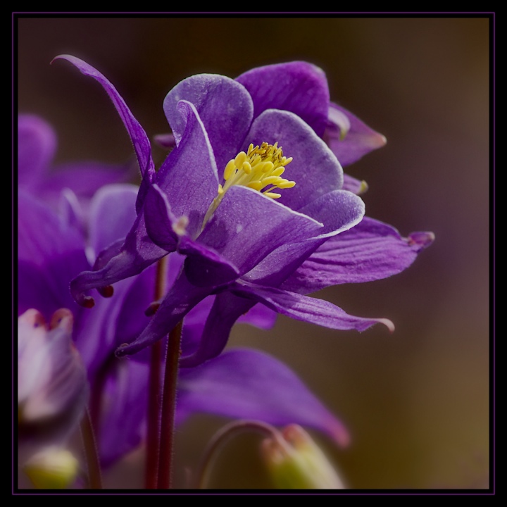 Columbine