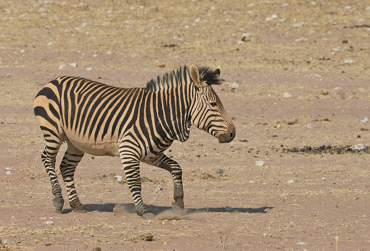 Mountain Zebra