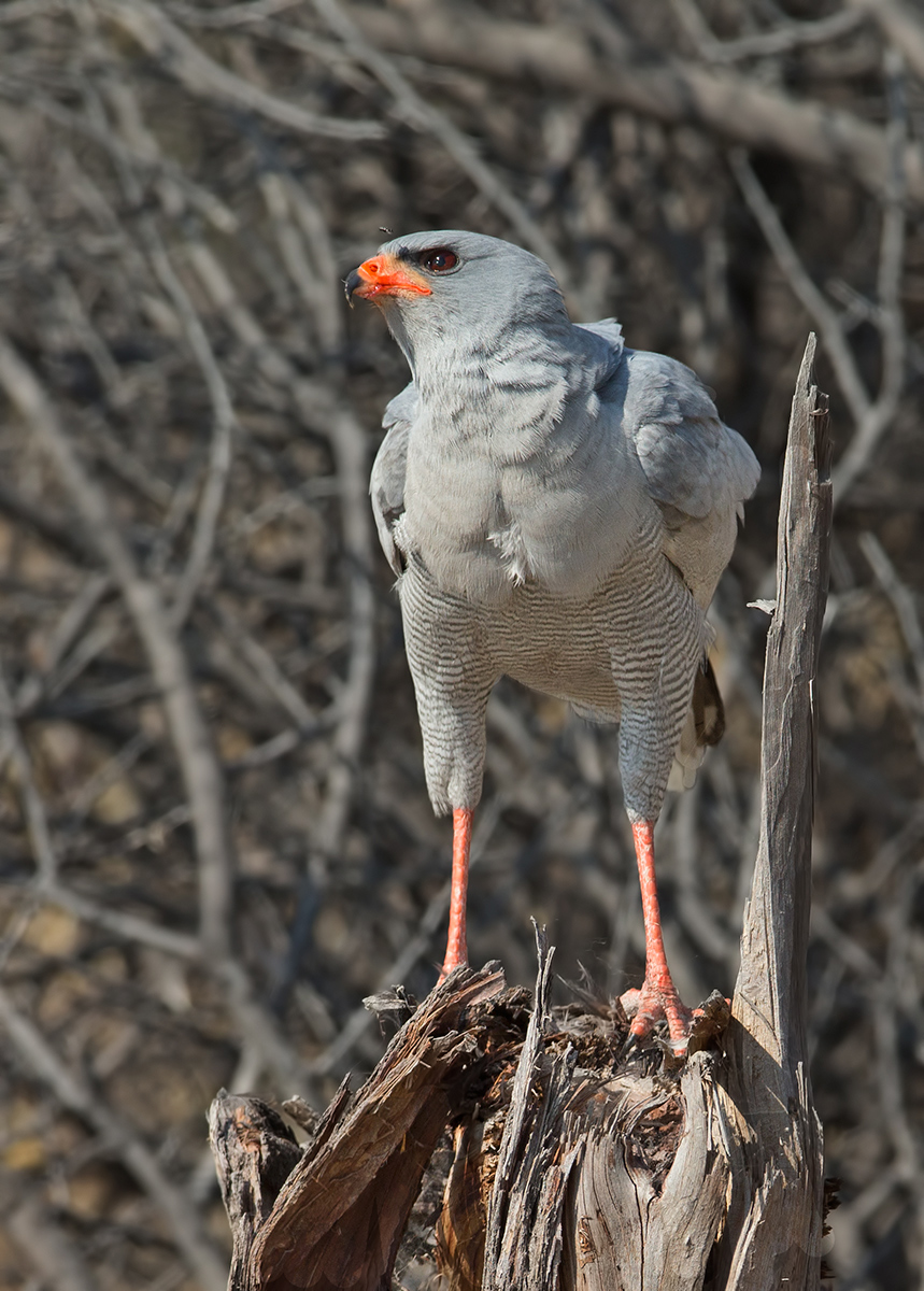 Pale Chanting Goshawk
