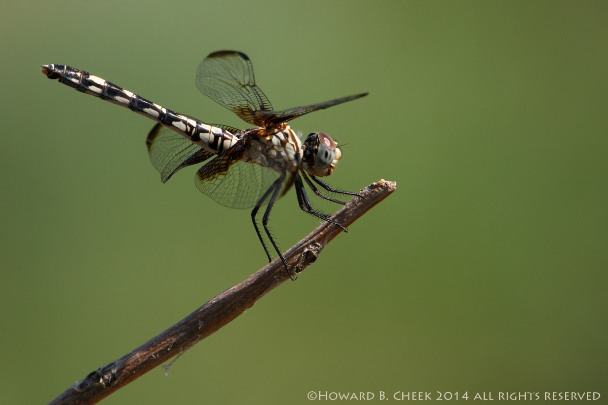 Checkered Setwing