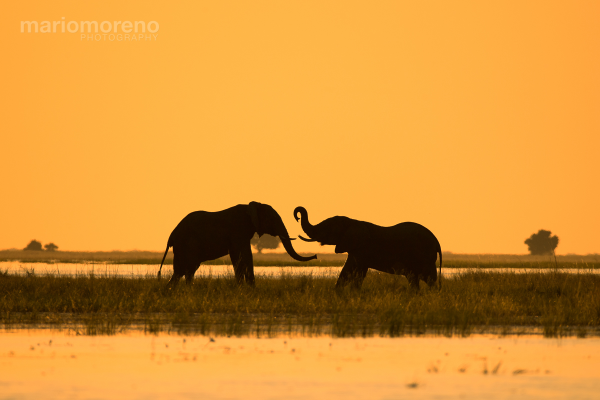 Silhouettes of Chobe