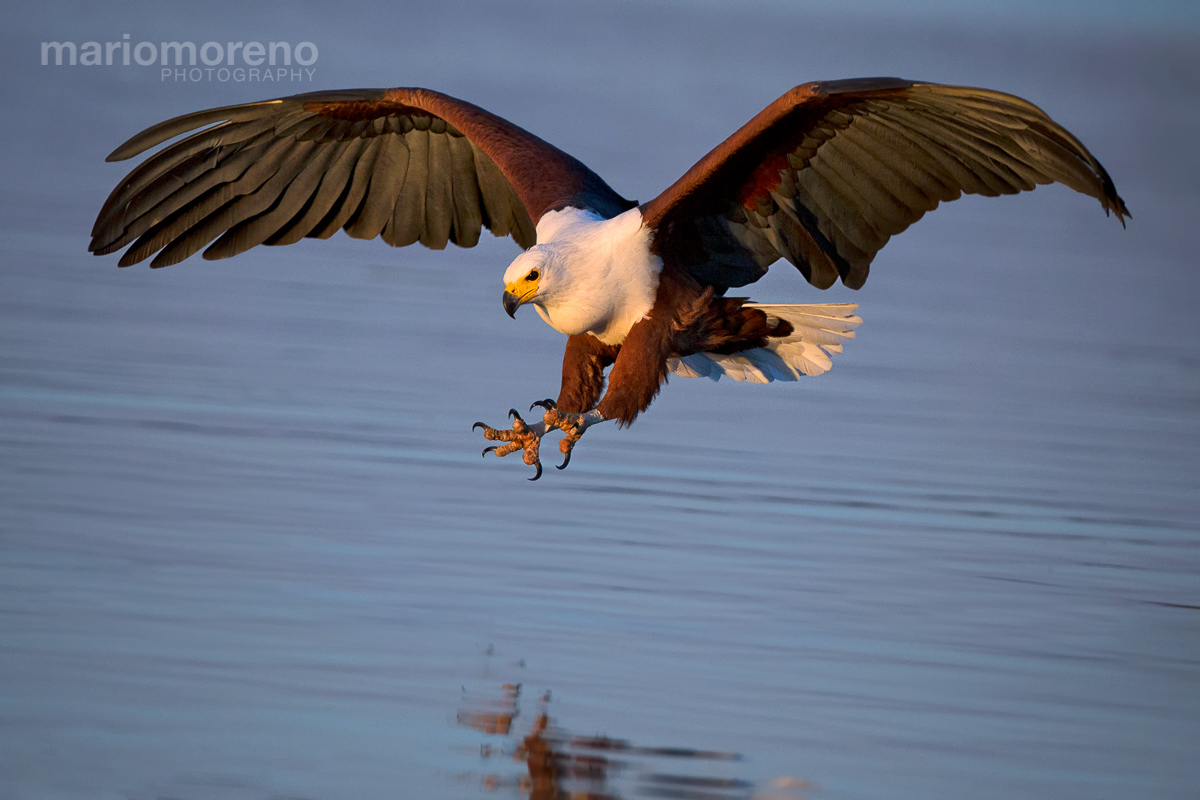 The Fish Eagle