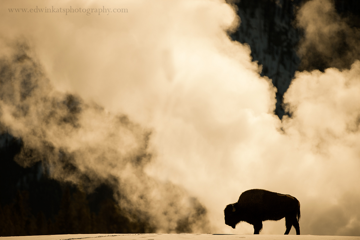 Smokey Bison