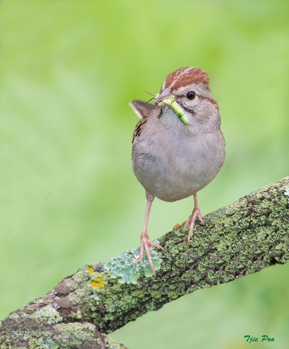 Rufous-winged Sparrow