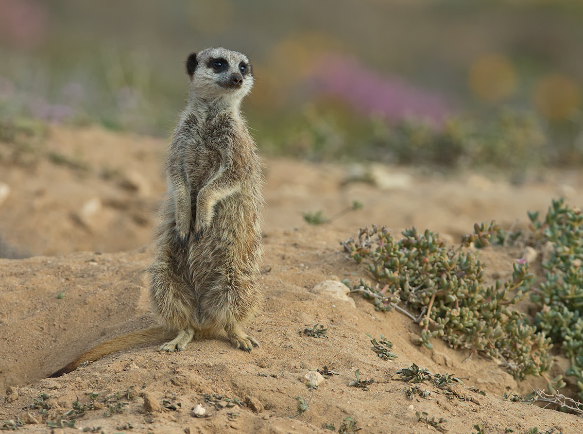 Suricate