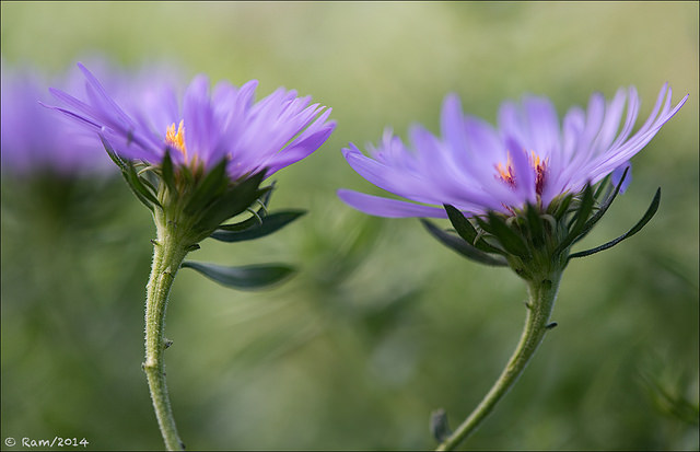 Asters