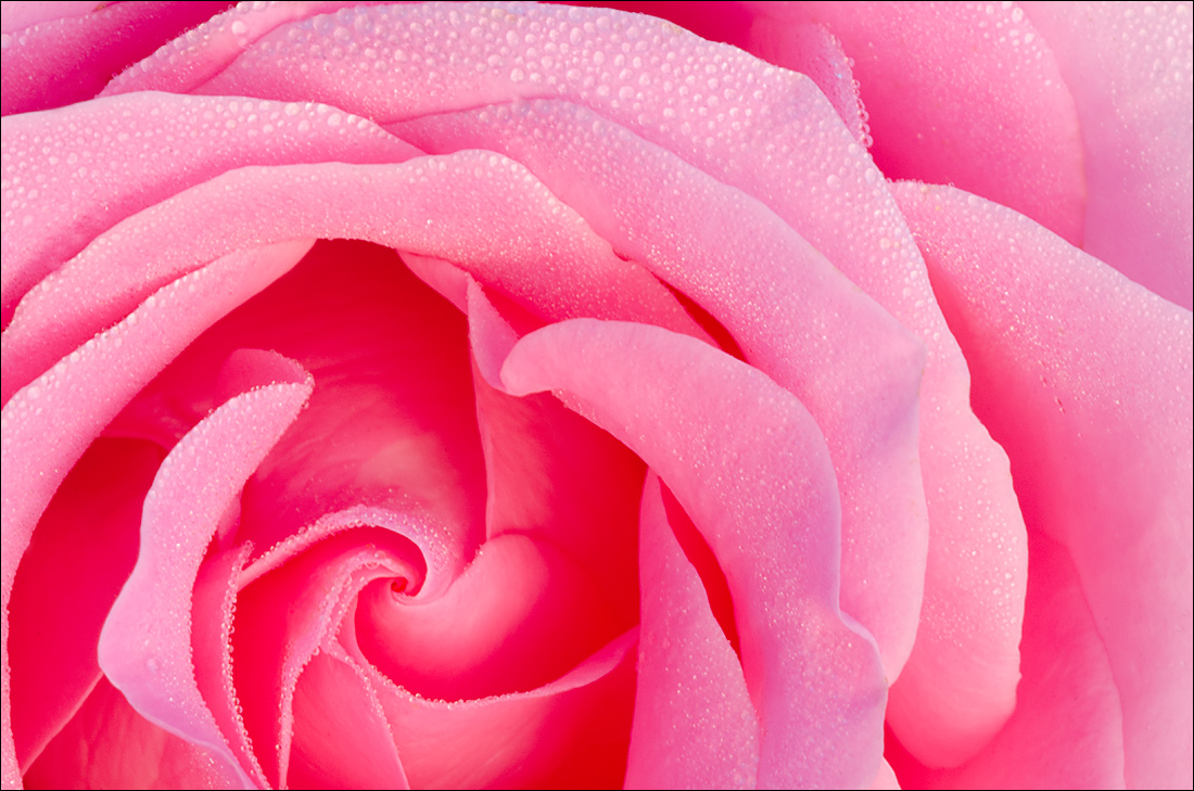 Dewey Rose 2 (f22)