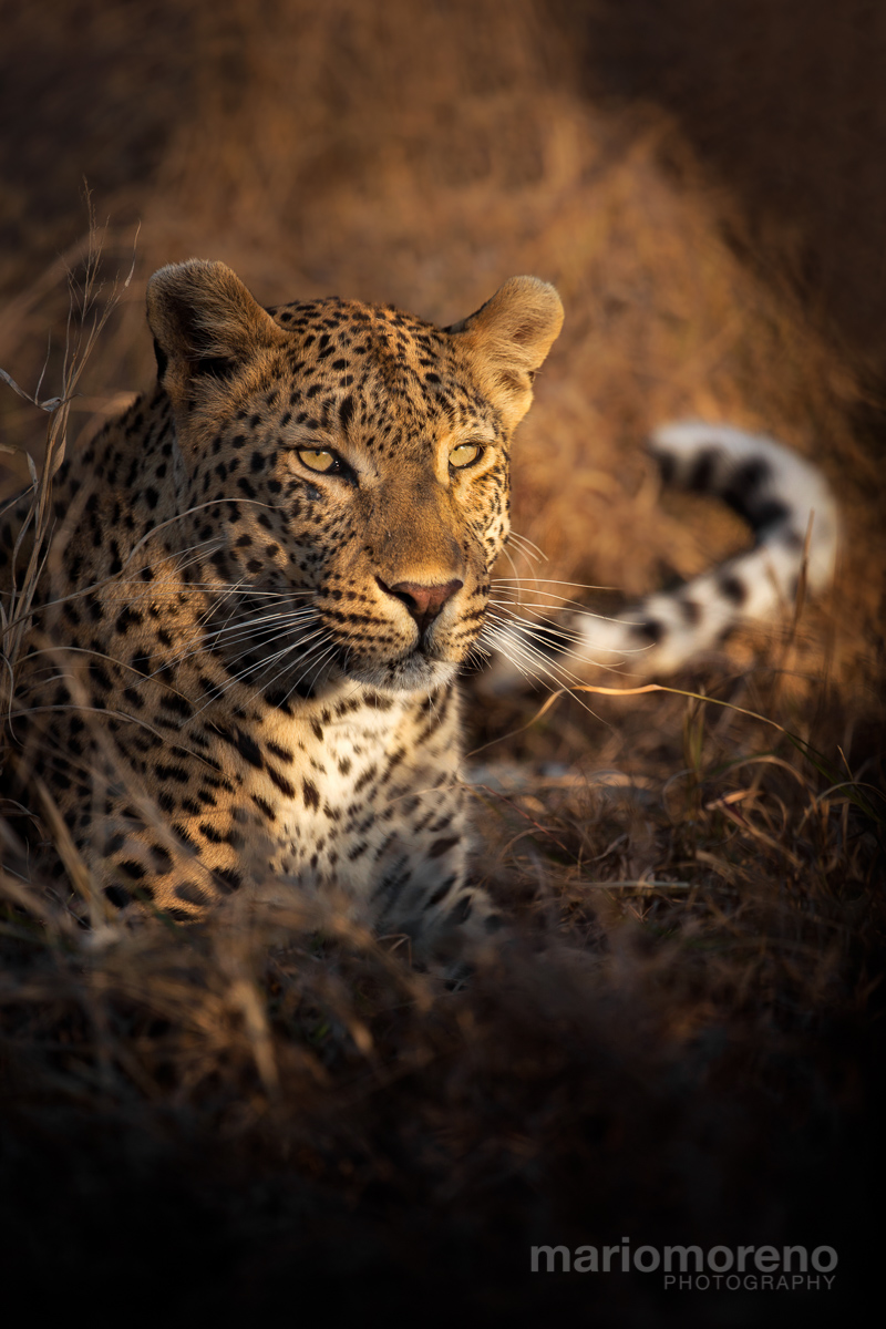 Golden Leopard
