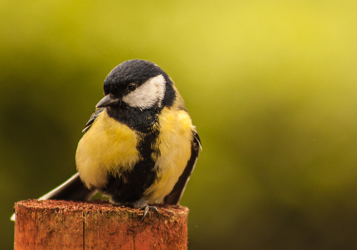 Coal Tit