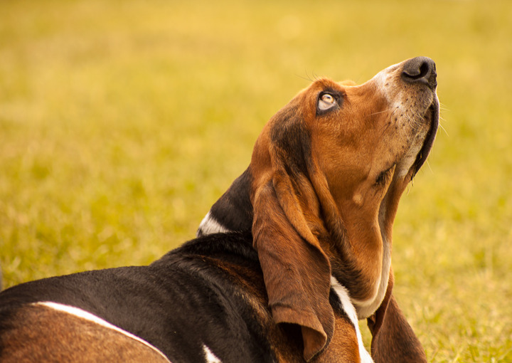 The Basset Hound