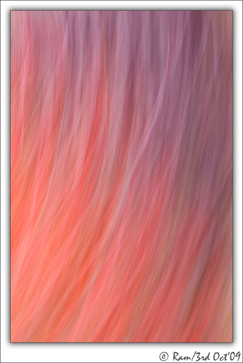 Floral Abstract