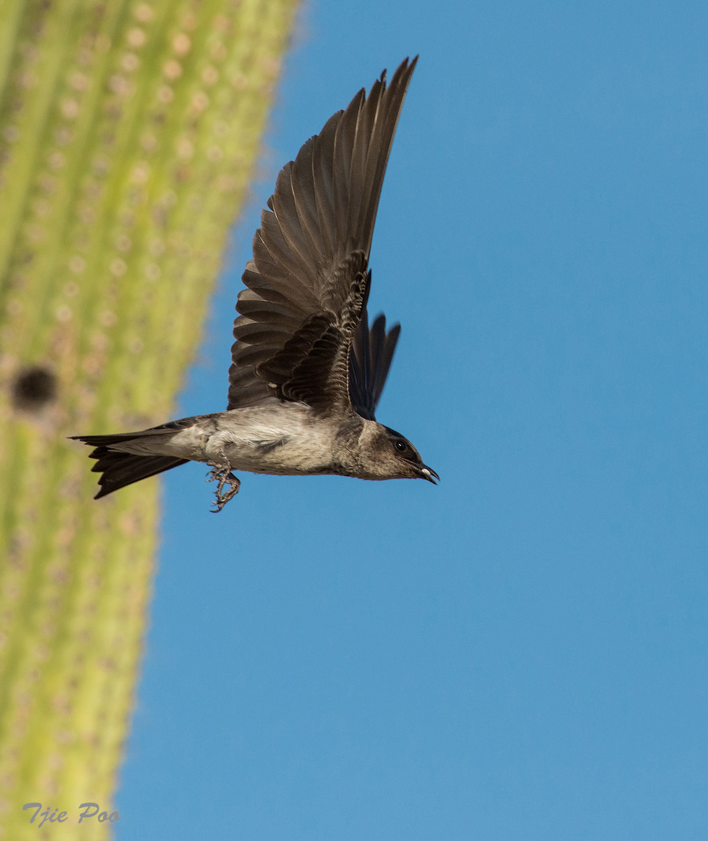 Purple Martin