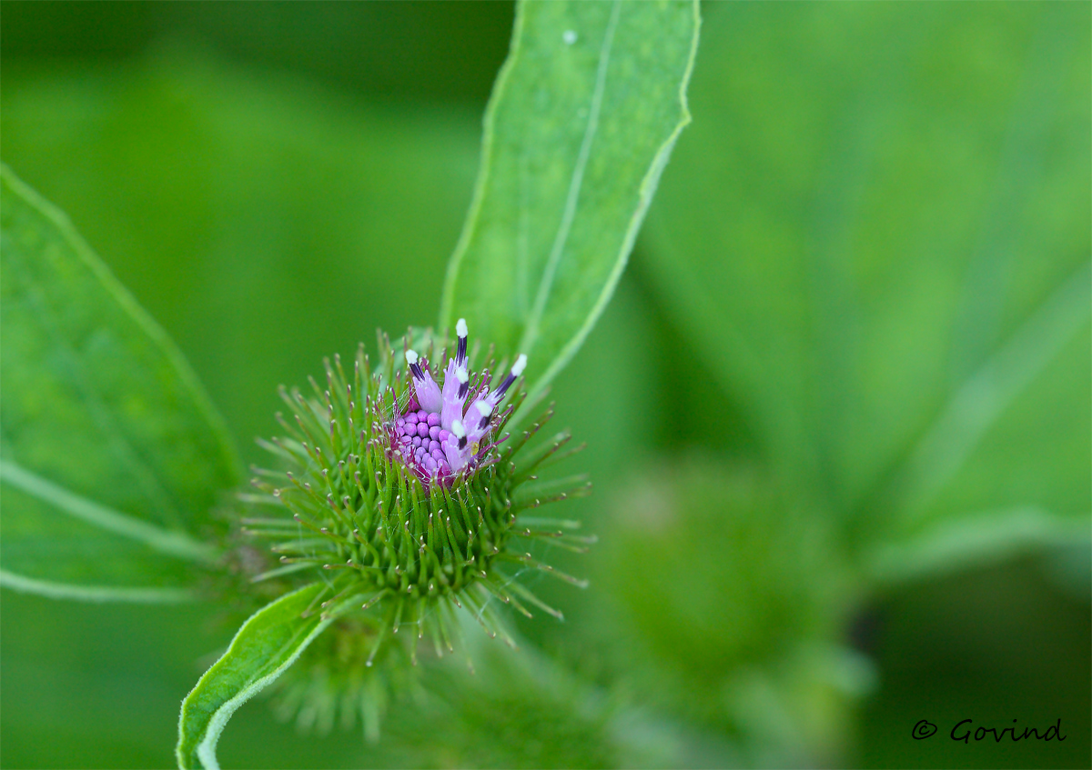 Milk Thistle